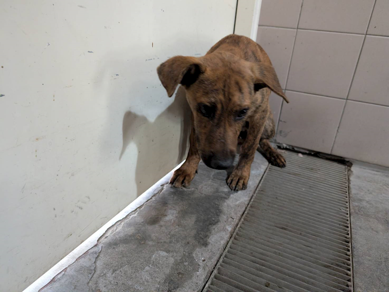 高雄市燕巢動物保護關愛園區,編號:457666, 混種犬          