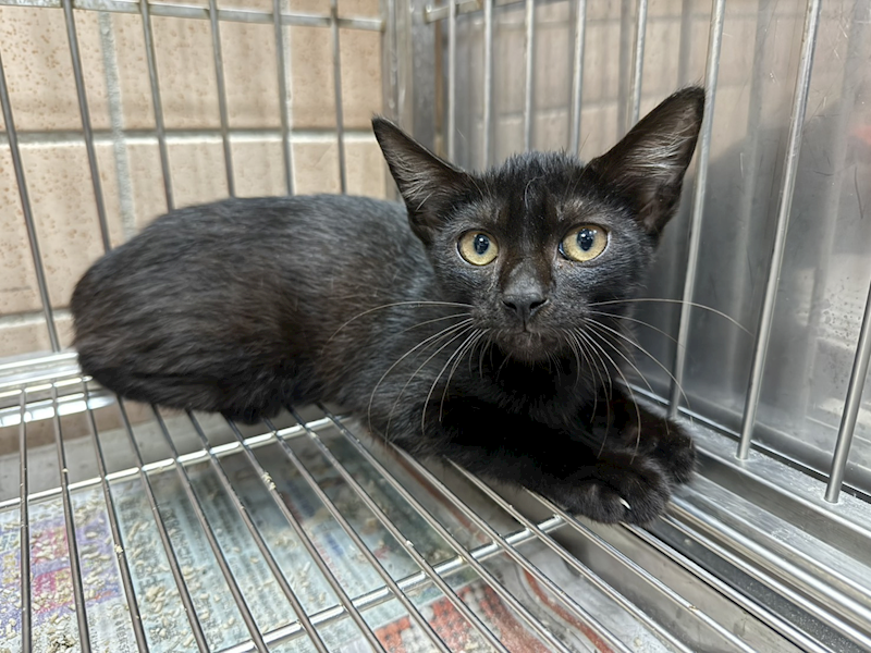 新北市淡水區公立動物之家,編號:460977, 混種貓                 
