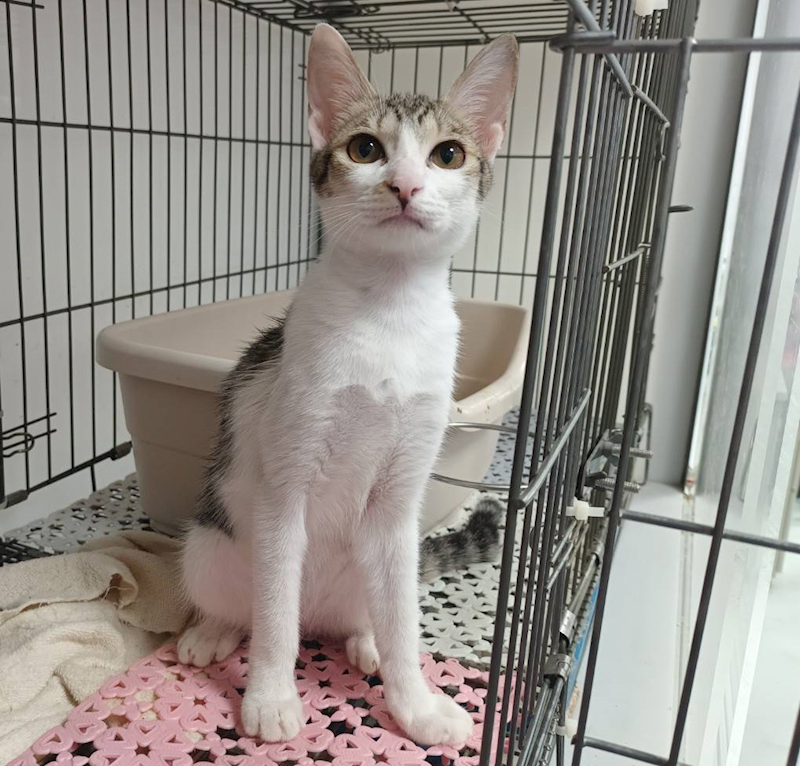 新北市板橋區公立動物之家,編號:465008, 混種貓                 