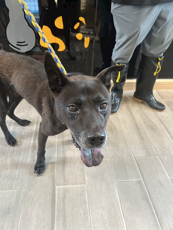 新北市中和區公立動物之家,編號:464992, 混種犬          