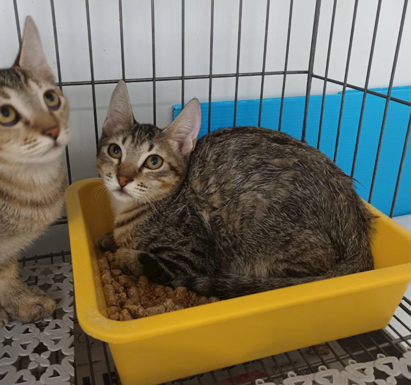 新北市板橋區公立動物之家,編號:465007, 混種貓                 