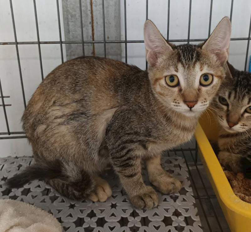 新北市板橋區公立動物之家,編號:465006, 混種貓                 