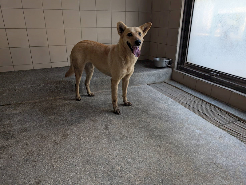 高雄市燕巢動物保護關愛園區,編號:398537, 混種犬          