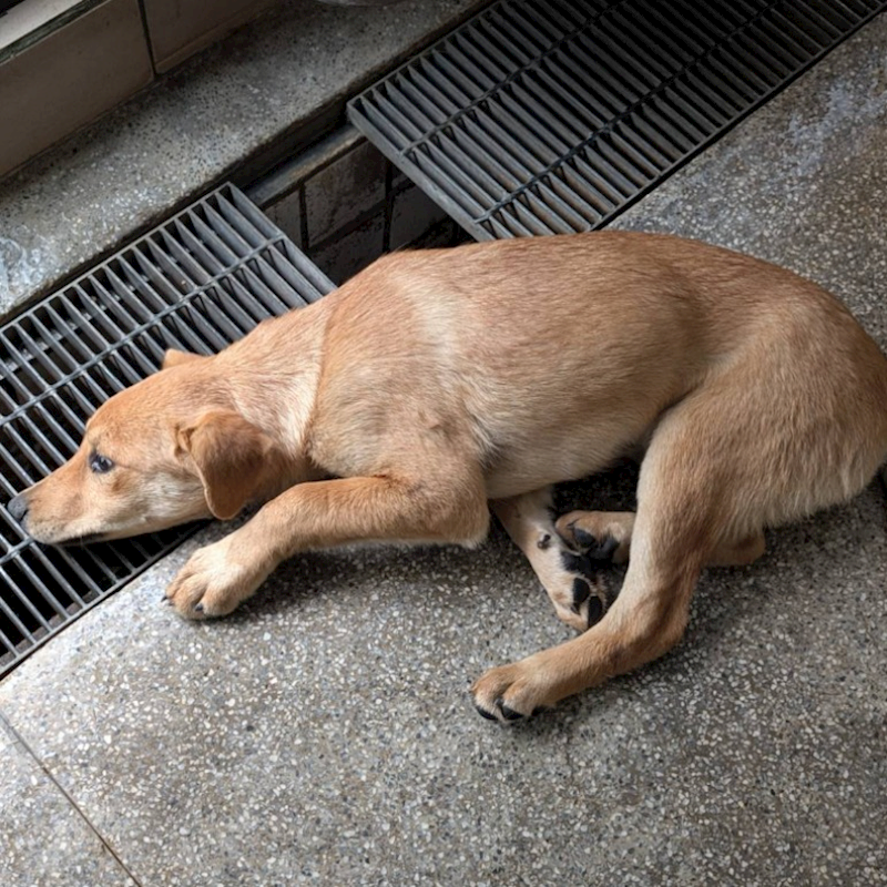高雄市燕巢動物保護關愛園區,編號:390541, 混種犬          