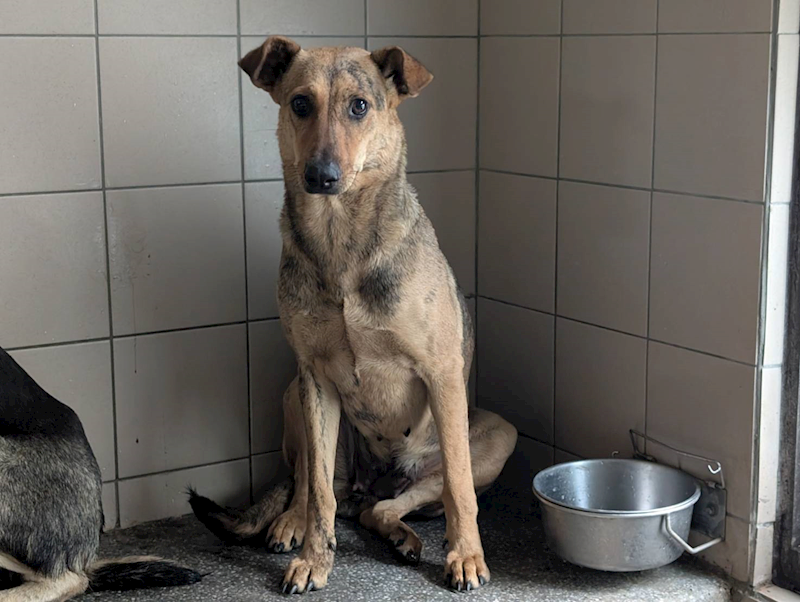 高雄市燕巢動物保護關愛園區,編號:421158, 混種犬          