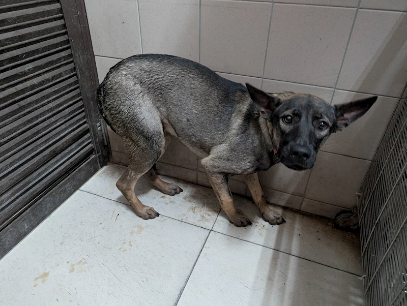 高雄市燕巢動物保護關愛園區,編號:421340, 混種犬          