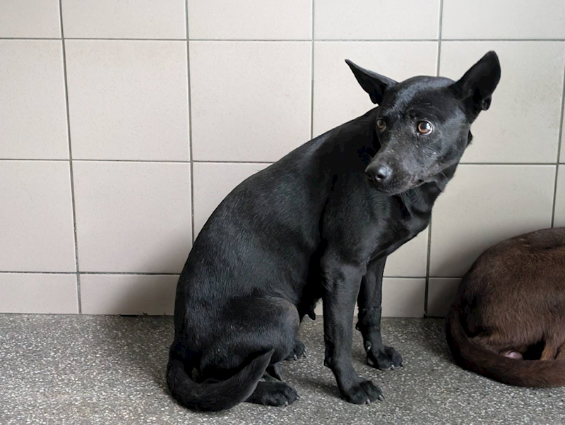 高雄市燕巢動物保護關愛園區,編號:421156, 混種犬          
