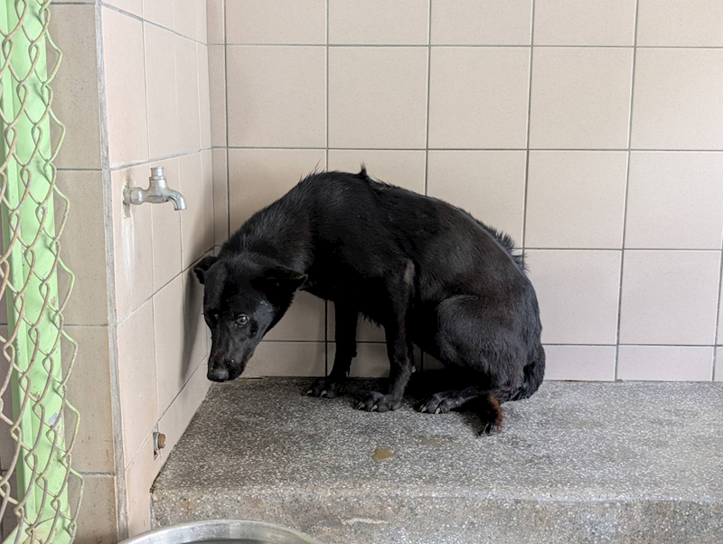 高雄市燕巢動物保護關愛園區,編號:422760, 混種犬          