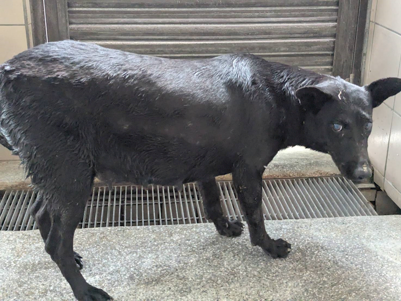 高雄市燕巢動物保護關愛園區,編號:421159, 混種犬          