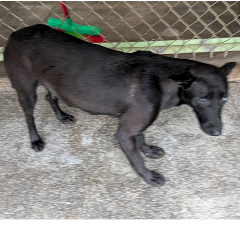 高雄市燕巢動物保護關愛園區,編號:399876, 混種犬          