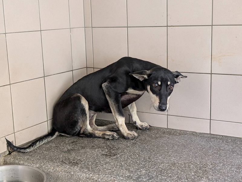 高雄市燕巢動物保護關愛園區,編號:392842, 混種犬          