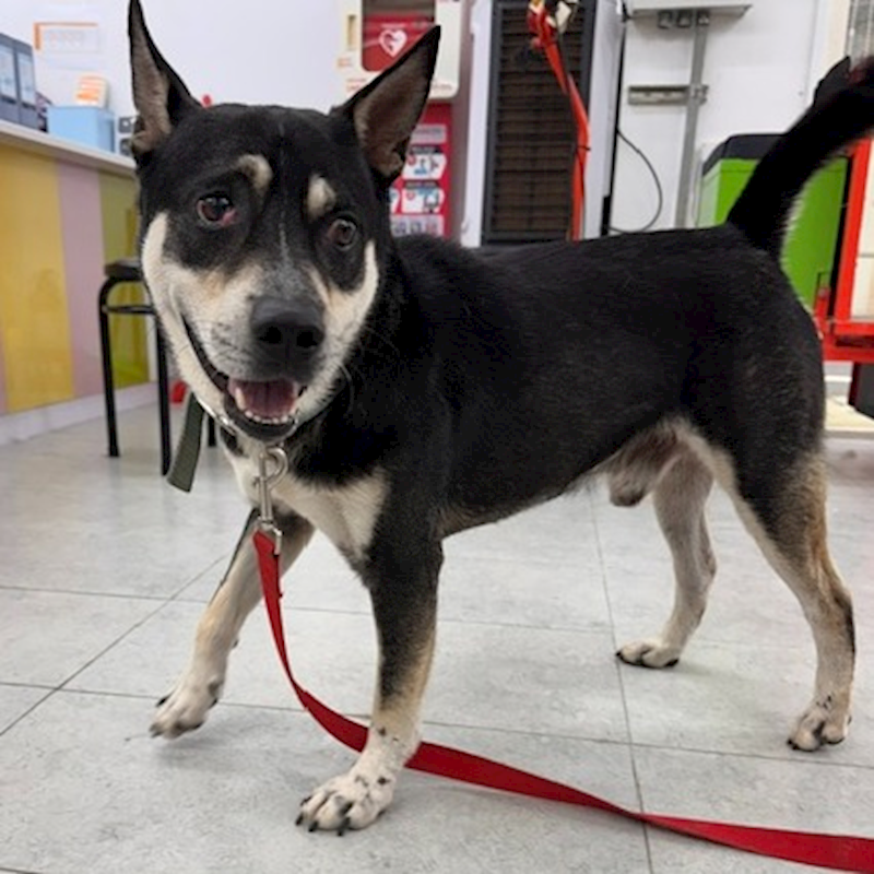 基隆市寵物銀行,編號:464996, 混種犬          