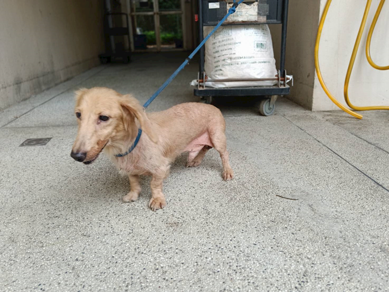 新竹市動物保護教育園區,編號:461989, 臘腸犬