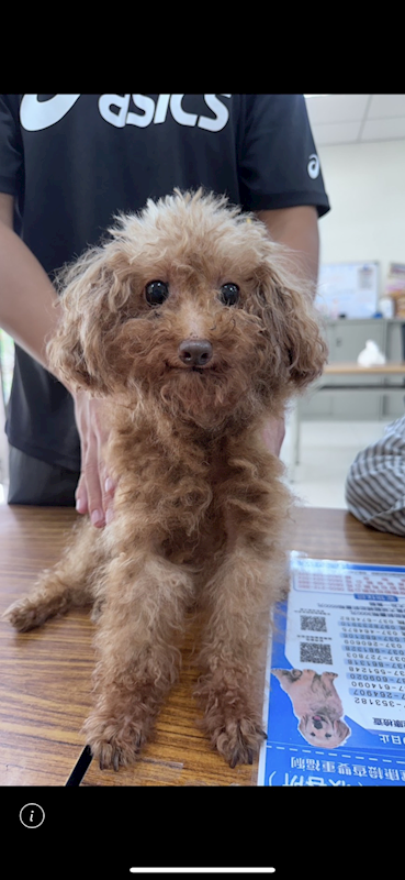 苗栗縣動物保護教育園區,編號:464955, 混種犬          