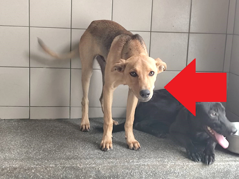 高雄市燕巢動物保護關愛園區,編號:464986, 混種犬          