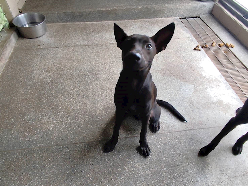 高雄市燕巢動物保護關愛園區,編號:464985, 混種犬          