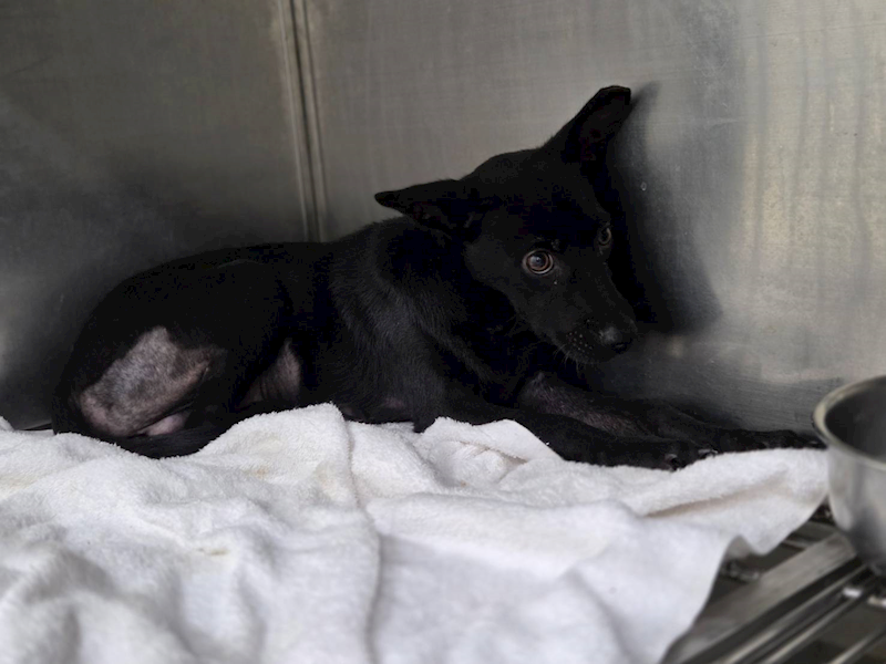 臺北市動物之家,編號:464972, 混種犬          