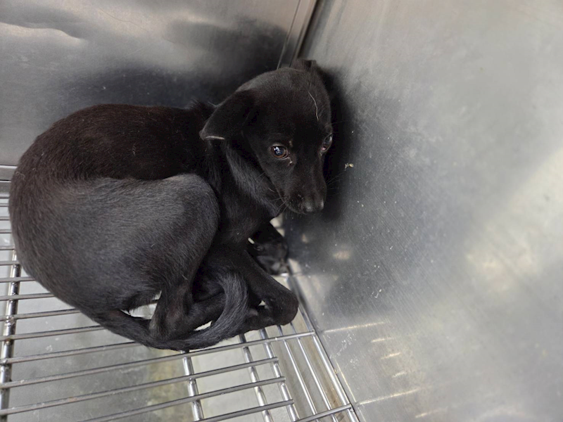 臺北市動物之家,編號:464971, 混種犬          