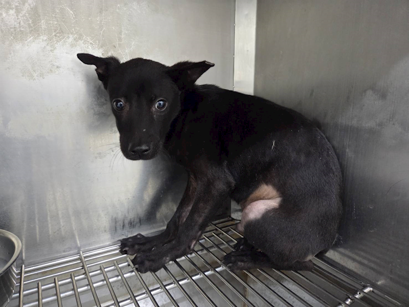 臺北市動物之家,編號:464970, 混種犬          