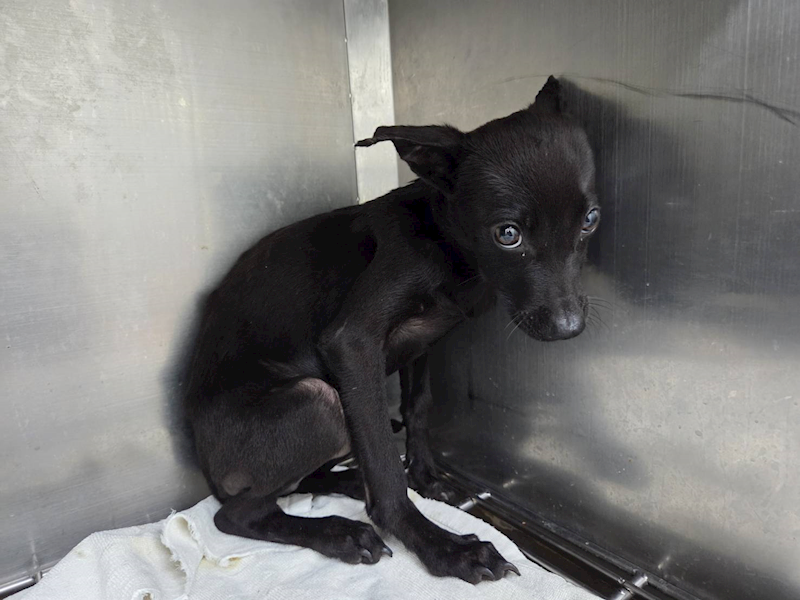 臺北市動物之家,編號:464969, 混種犬          