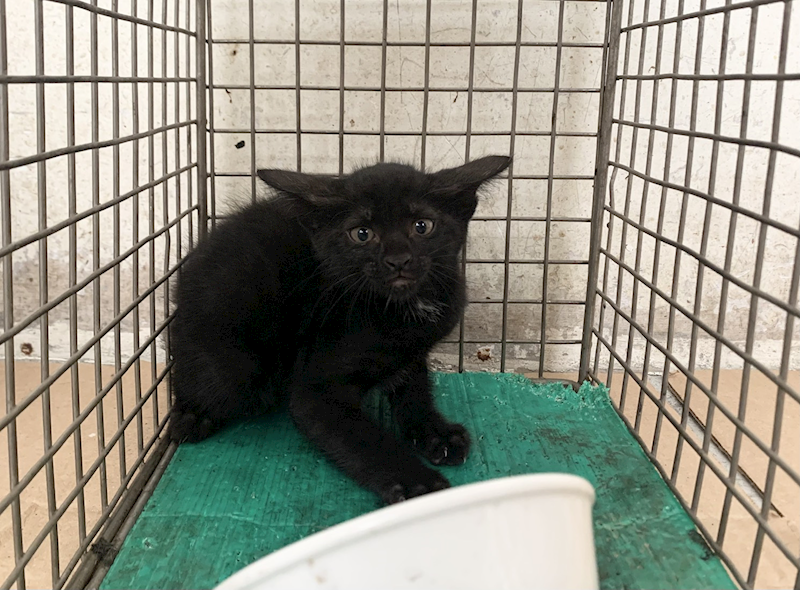 臺北市動物之家,編號:464965, 混種貓                 
