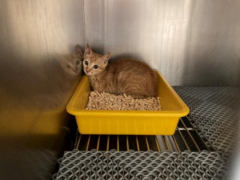 桃園市動物保護教育園區,編號:464133, 混種貓                 