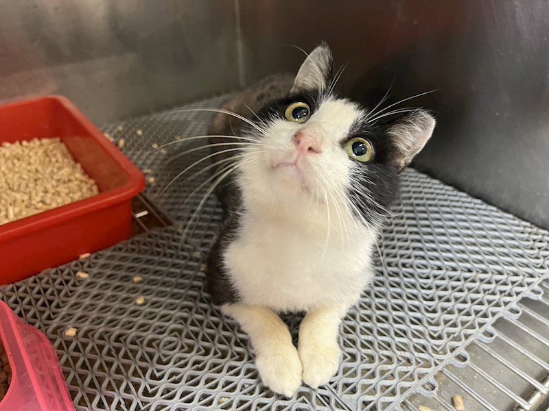 桃園市動物保護教育園區,編號:458828, 混種貓                 