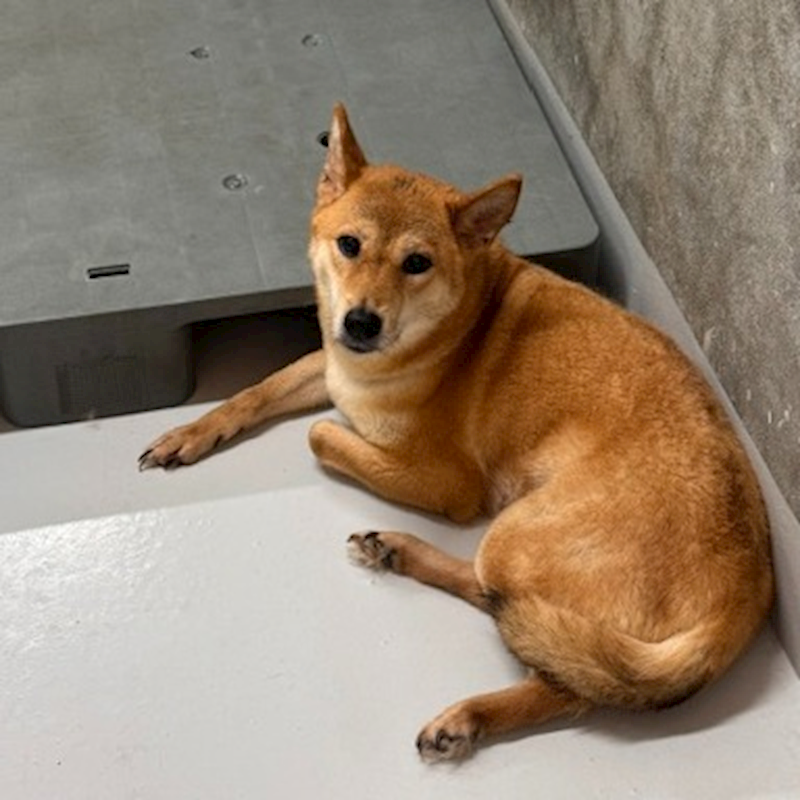 基隆市寵物銀行,編號:458742, 柴犬                  