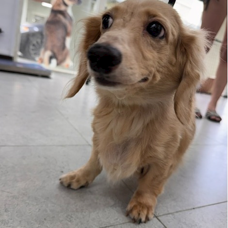 基隆市寵物銀行,編號:460695, 臘腸犬