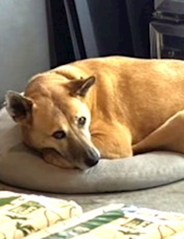 宜蘭縣流浪動物中途之家,編號:465056, 混種犬          