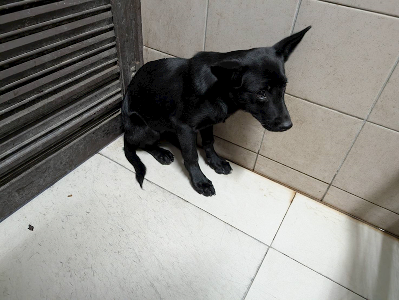 高雄市燕巢動物保護關愛園區,編號:441024, 混種犬          
