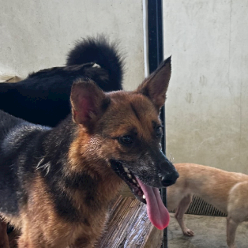 澎湖縣流浪動物收容中心,編號:242735, 混種犬          