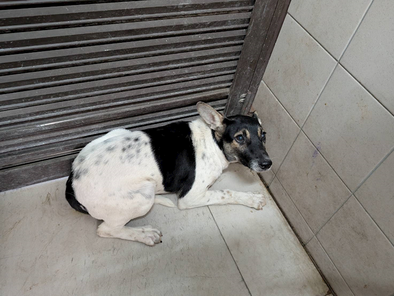 高雄市燕巢動物保護關愛園區,編號:398538, 混種犬          