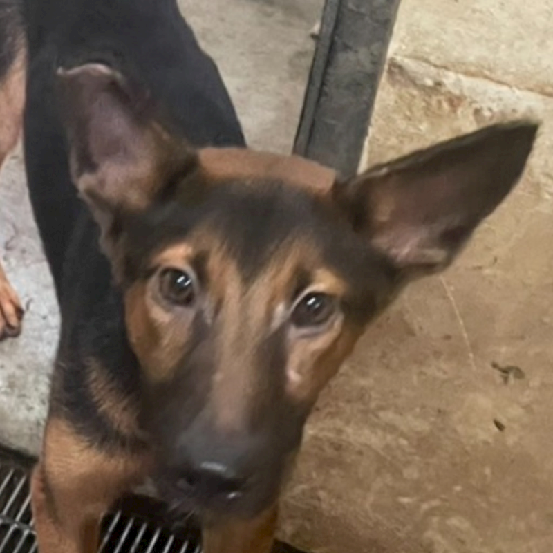 澎湖縣流浪動物收容中心,編號:351486, 混種犬          