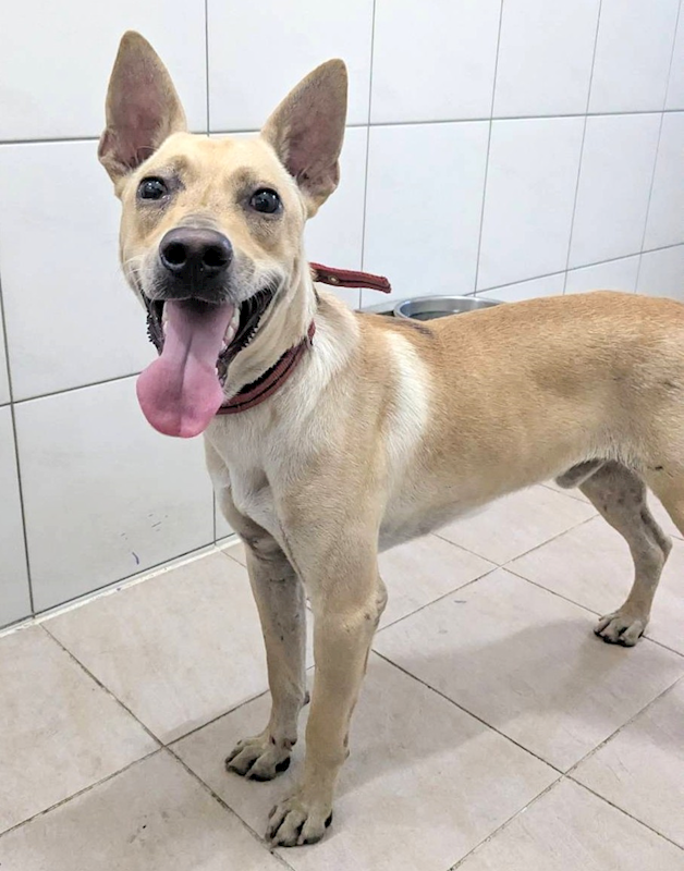 新竹縣動物保護教育園區,編號:465057, 混種犬          