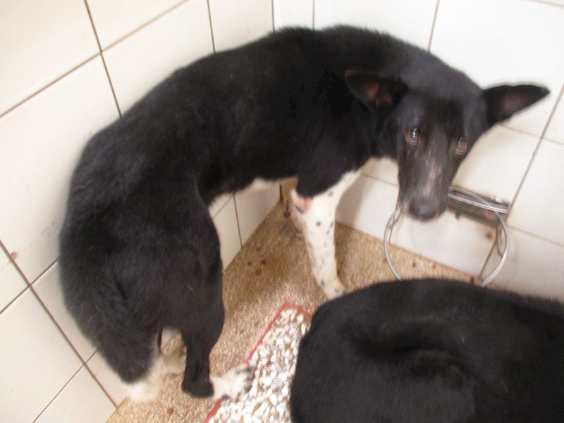 高雄市壽山動物保護教育園區,編號:465075, 混種犬          