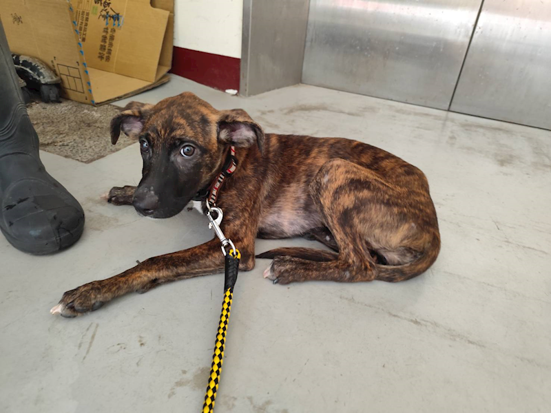 高雄市燕巢動物保護關愛園區,編號:416526, 混種犬          