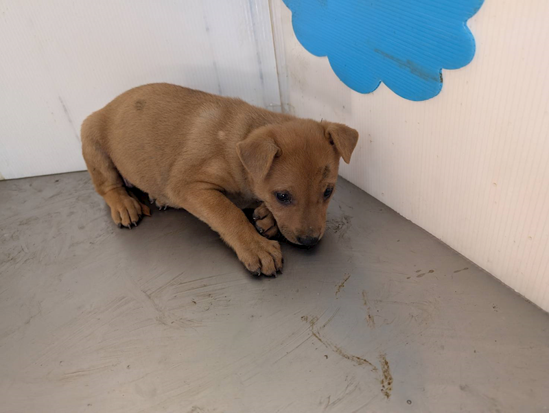 高雄市燕巢動物保護關愛園區,編號:409911, 混種犬          