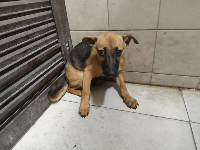 高雄市燕巢動物保護關愛園區,編號:406495, 混種犬          