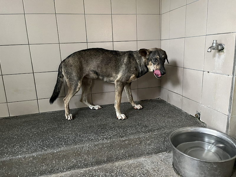 高雄市燕巢動物保護關愛園區,編號:455726, 混種犬          