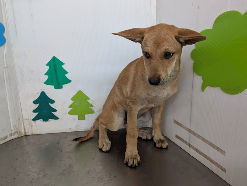 高雄市燕巢動物保護關愛園區,編號:421155, 混種犬          
