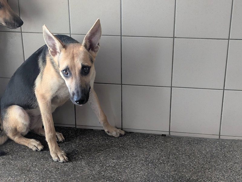 高雄市燕巢動物保護關愛園區,編號:422734, 混種犬          