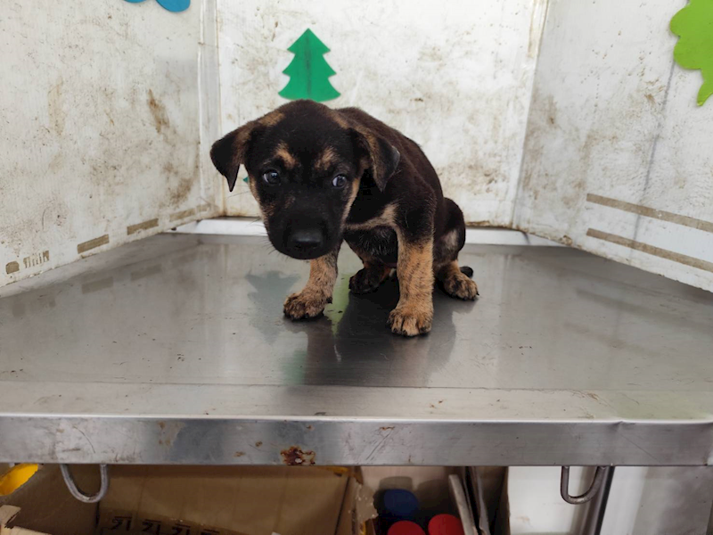 高雄市燕巢動物保護關愛園區,編號:423472, 混種犬          