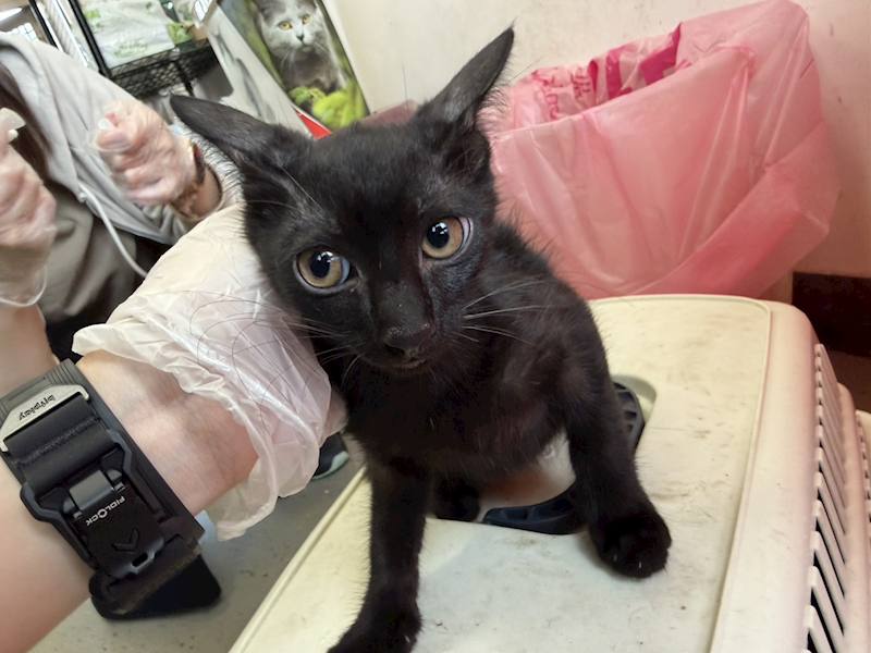 桃園市動物保護教育園區,編號:456757, 混種貓                 