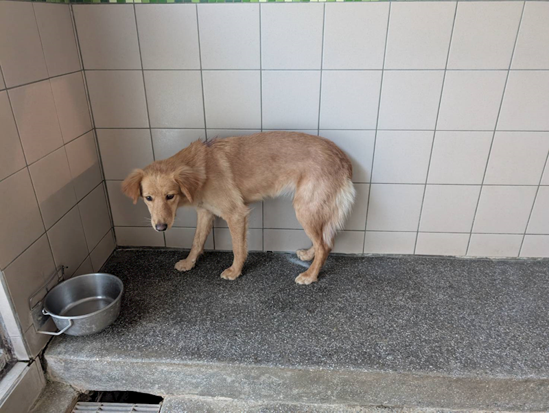 高雄市燕巢動物保護關愛園區,編號:451110, 混種犬          