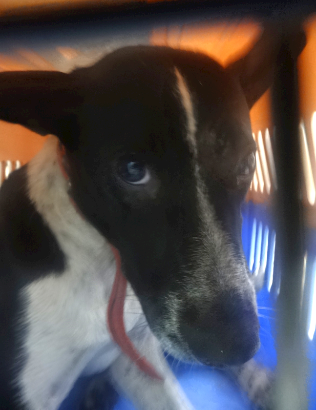 宜蘭縣流浪動物中途之家,編號:465145, 混種犬          
