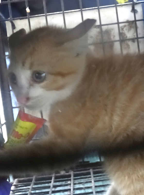 宜蘭縣流浪動物中途之家,編號:465144, 混種貓                 