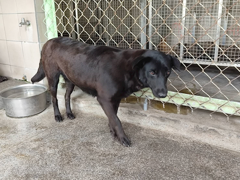 高雄市燕巢動物保護關愛園區,編號:464299, 混種犬          