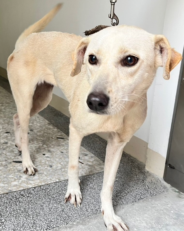 花蓮縣狗貓躍動園區,編號:339137, 混種犬          