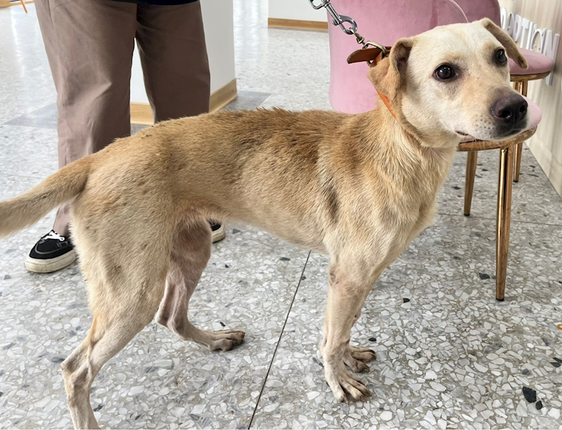 花蓮縣狗貓躍動園區,編號:339135, 混種犬          